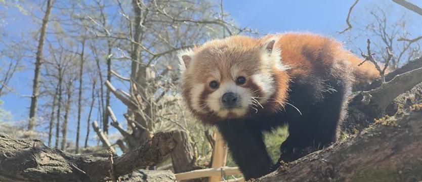 Wybierz imię dla pandki! Konkurs „Kuriera” i zoo w Ueckermünde