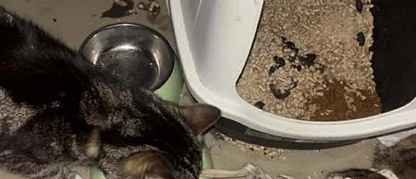 Panie życia i śmierci, czyli piekło zwierząt