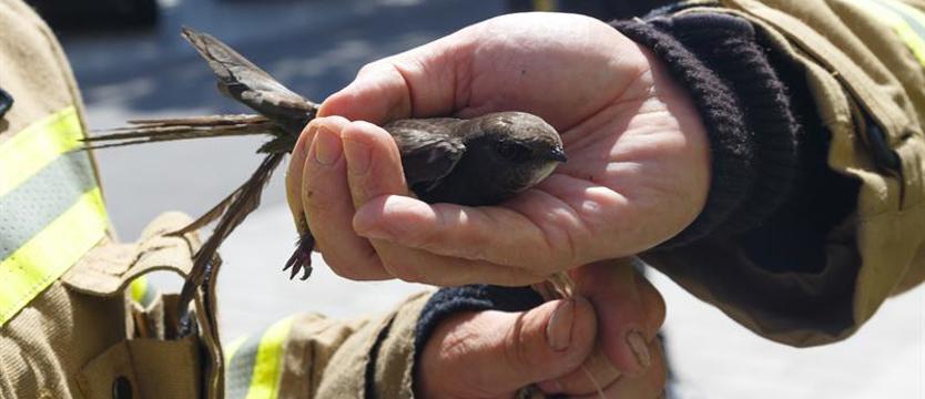 Ptaszek na uwięzi. Strażacy podarowali mu wolność