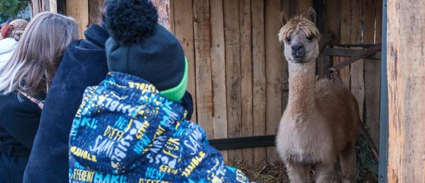 XII Żywa Szopka w Żydowcach. Świąteczne spotkanie z tradycją