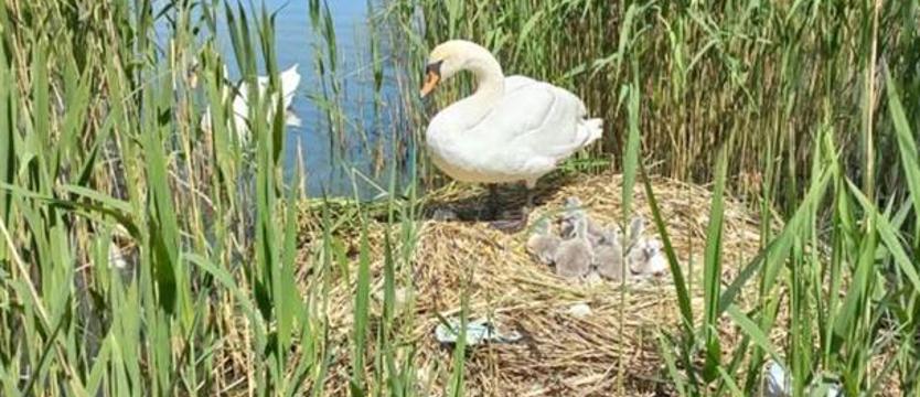 Łabędzie pod specjalnym nadzorem? Apel o dystans w podziwianiu natury