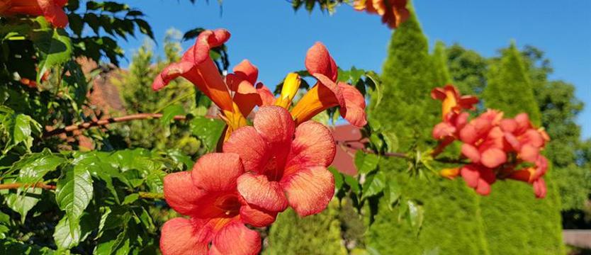 Ogród pełen egzotyki