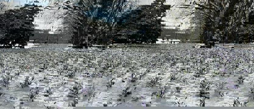 Czy to ostatni powiew zimy w tym sezonie?