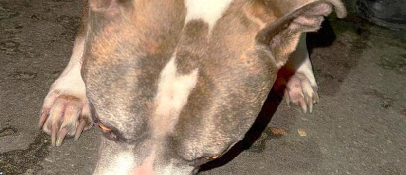 Porzucony amstaff w centrum Kołobrzegu. Przywiązany do drzewa