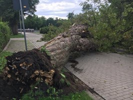 Zwaliło się potężne drzewo. Miejscowość pod Kołobrzegiem bez prądu