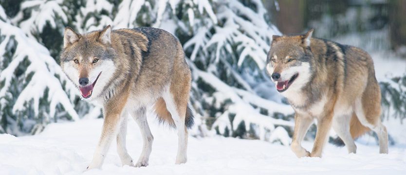 Park dzikich zwierząt
