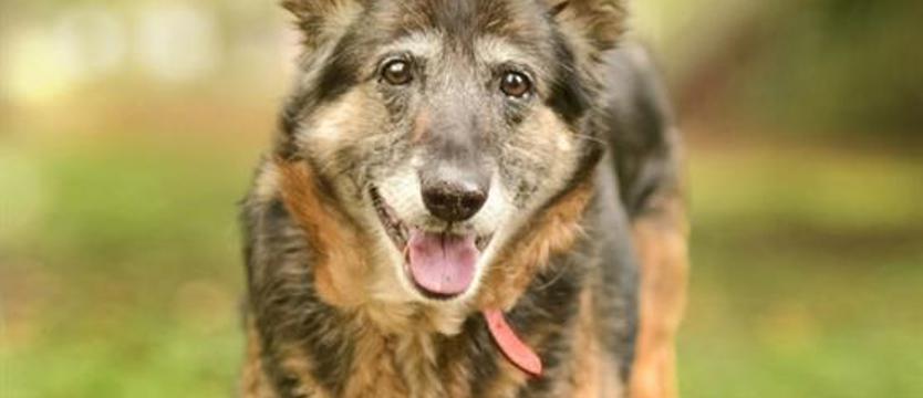 Śmiertelny sylwester dla zwierząt