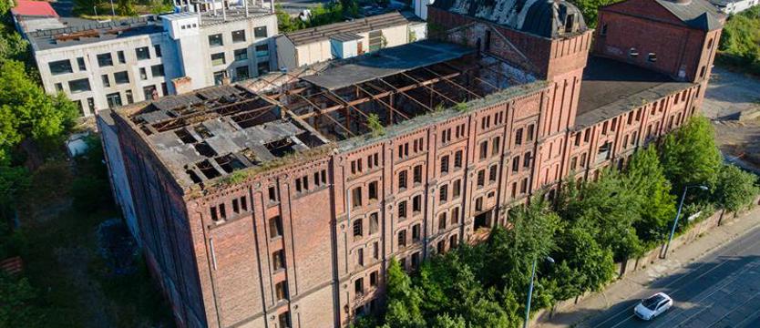 Plaga szczurów w północnych rejonach. Gryzonie zmorą Golęcina, Gocławia i Żelechowej