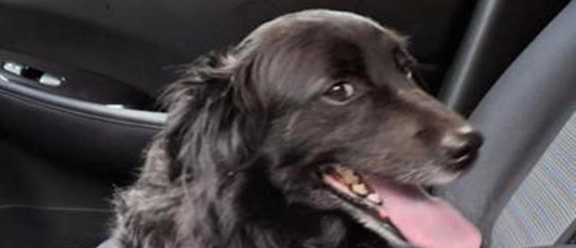 Powrót Wegi. Zagubiona suczka w wielkim mieście