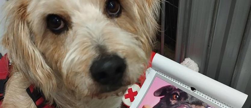 „Gastro dzień” i Mikołajek w TOZie. Dwa w jednym... morzu serc