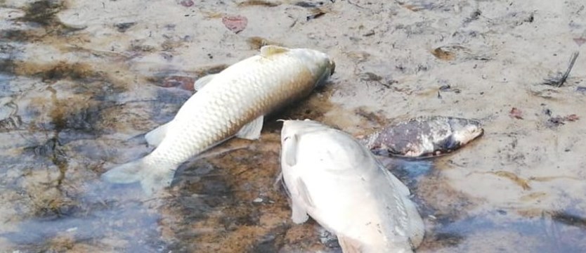 Martwe ryby pojawiły się w starorzeczu Odry