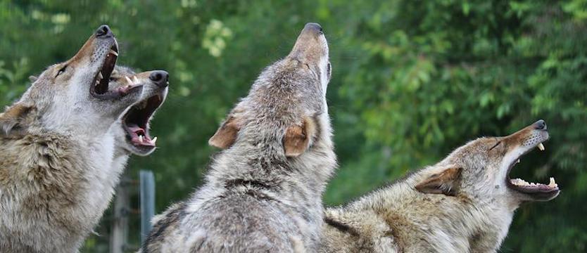 Wilki zawyły w Wołczkowie