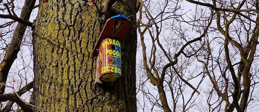 Ptaki kibicują Pogoni?