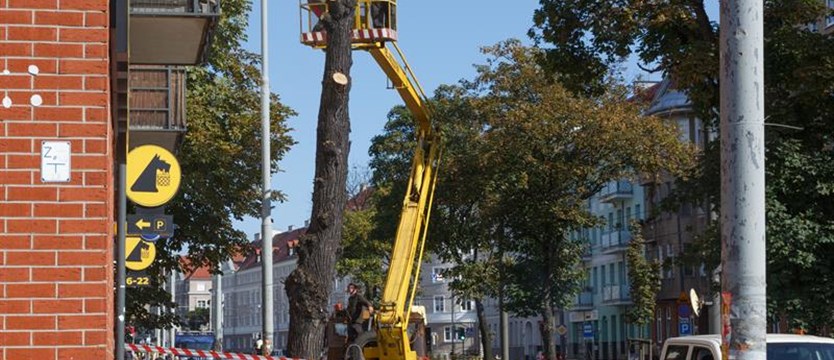 Sezon na piły w Szczecinie. Drzewa w pień przy al. Bohaterów Warszawy