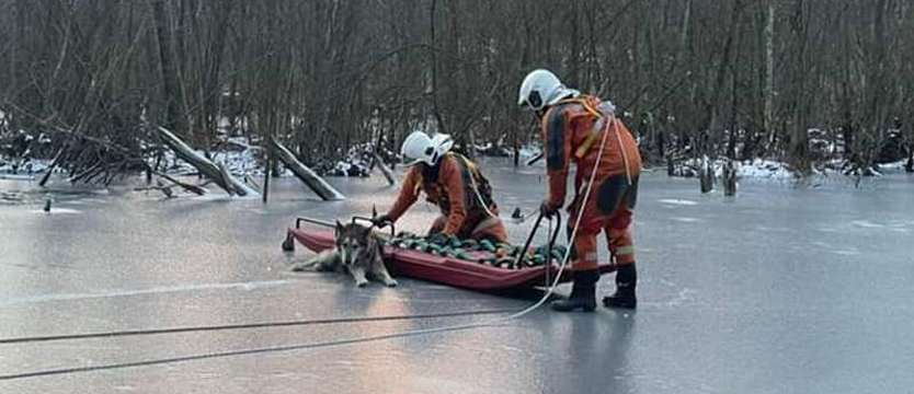 Lód groźny nie tylko dla ludzi. Strażacy ratują zwierzęta