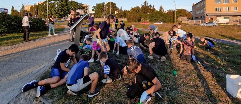 Żonkile dla lekarki z getta posadzone na Gumieńcach