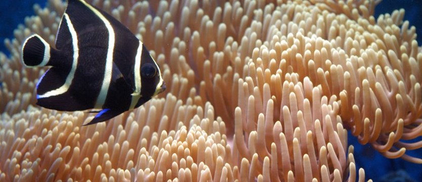 Oceanograf: rafy koralowe obumierają; ich zniknięcie oznaczałoby globalną katastrofę