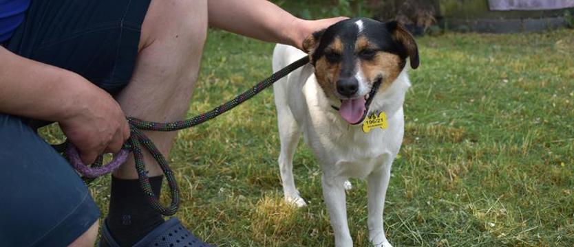 Weź mnie KURIEREM do domu. Nie ma jak Sako