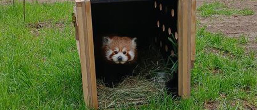 Przyjechała pandka ruda. „Najpiękniejszy ssak na świecie” w Ueckermünde