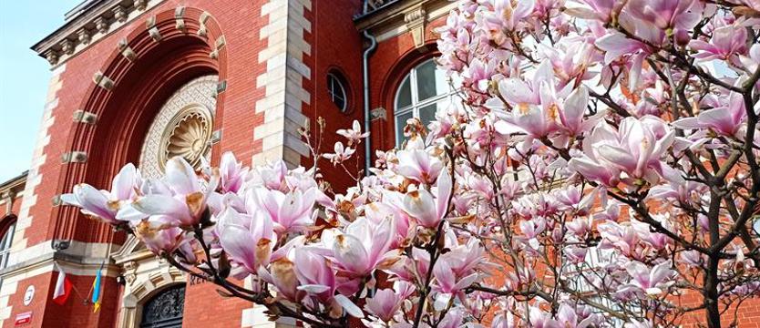 Uniwersytet Szczeciński oferuje wsparcie kandydatom na studia