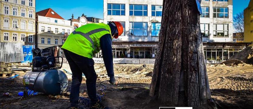 Świeży powiew dla śródmiejskich lip. Specjalistyczne zabiegi na placu Orła Białego