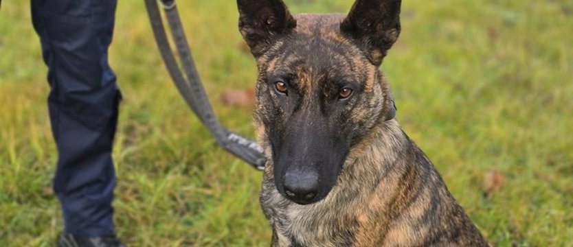 Nowa, wyjątkowa funkcjonariuszka w gryfińskiej komendzie