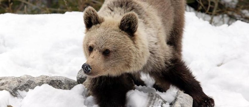 Tatry: niedźwiedzie budzą się z zimowego snu