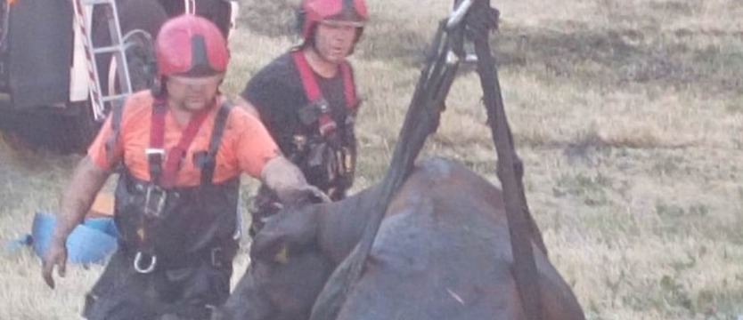 Strażacy wyciągnęli krowy z szamba