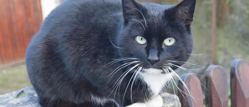 Czy wszystkie koty będą musiały mieć czipy?