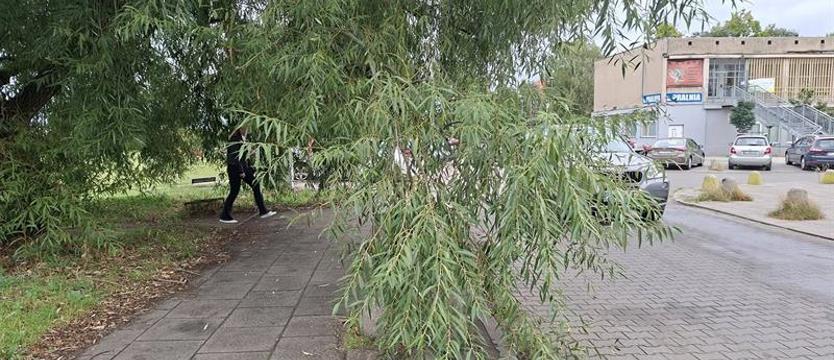 Zielona zasłona na drodze