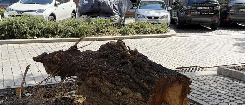 Dlatego drzewo spadło na samochód. Magistrat wyjaśnia