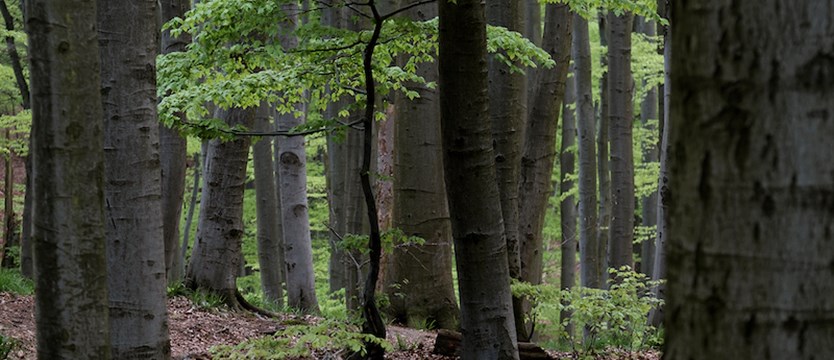 Akcja "Majówka 23" w lasach. Spokój, beztroska lecz przede wszystkim bezpieczeństwo