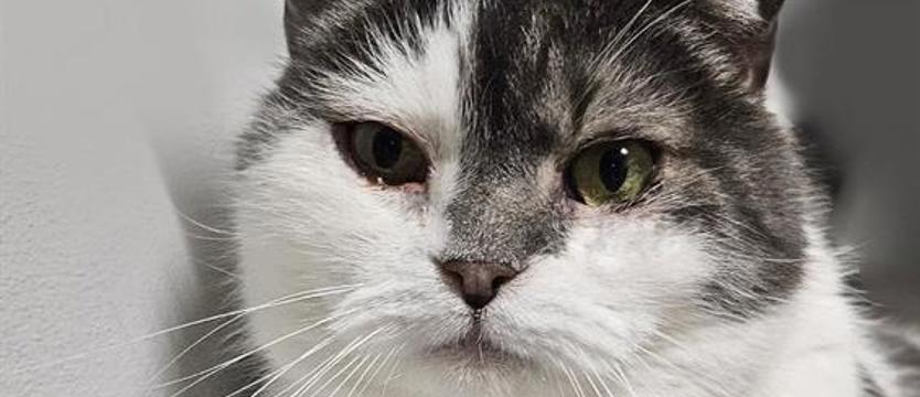 Mruczenie w „dwupaku"