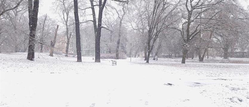 Apel o ograniczenie wizyt w lasach. Oblodzone gałęzie drzew zagrożeniem