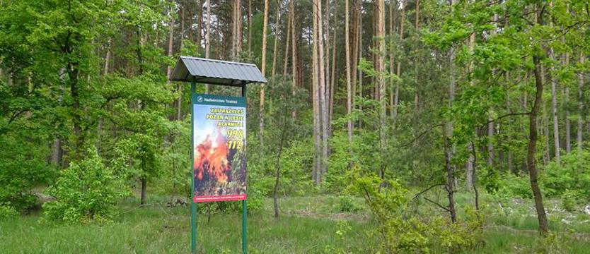 Nie pal (ogniska) w lesie