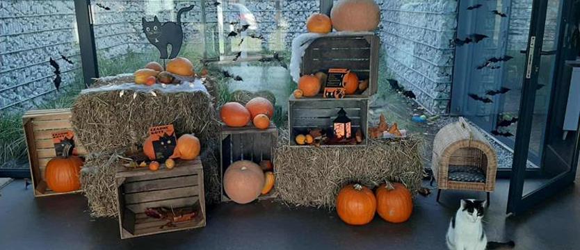 Pokochaj czarnego kota!