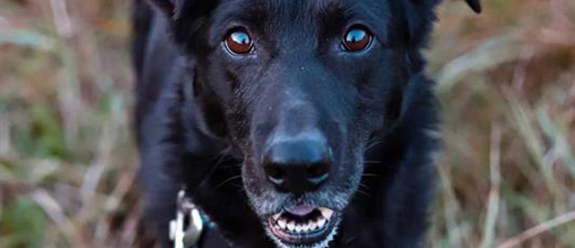 Bambo za jeden uśmiech