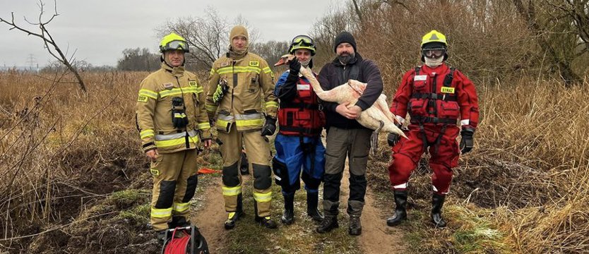 Zwierzęta potrzebowały pomocy. Strażacy na ratunek