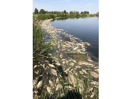 Usuwają śnięte ryby z Odry. Trwa walka ze skutkami ekologicznej katastrofy