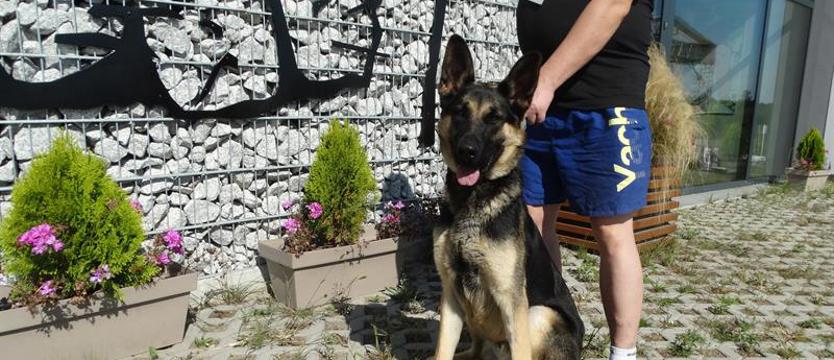 Weź mnie KURIEREM do domu. Timo w (szczególnej) potrzebie