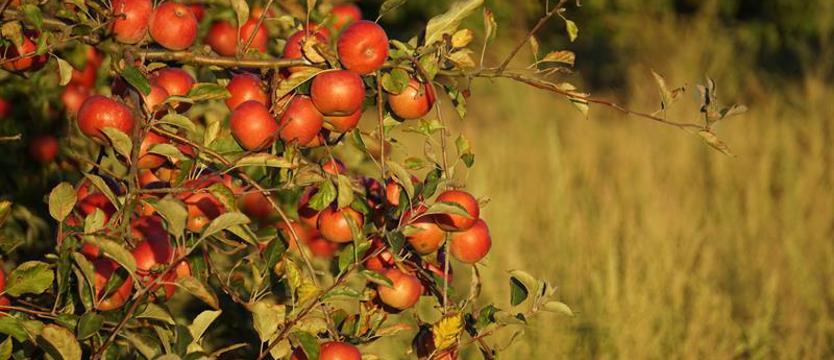 Inicjatywa Lasów Państwowych - zaproszenie dla szczecinian. Wspólnie posadźmy społeczny sad