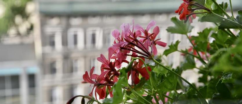 Już po raz 51. Ruszył konkurs „Cały Szczecin w kwiatach”