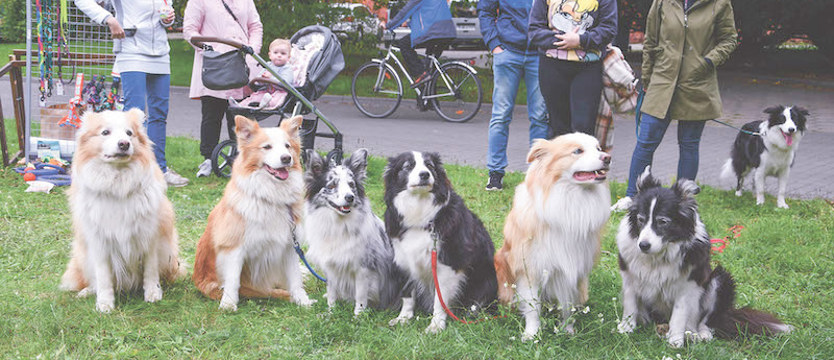 W niedzielę wystawa pupili
