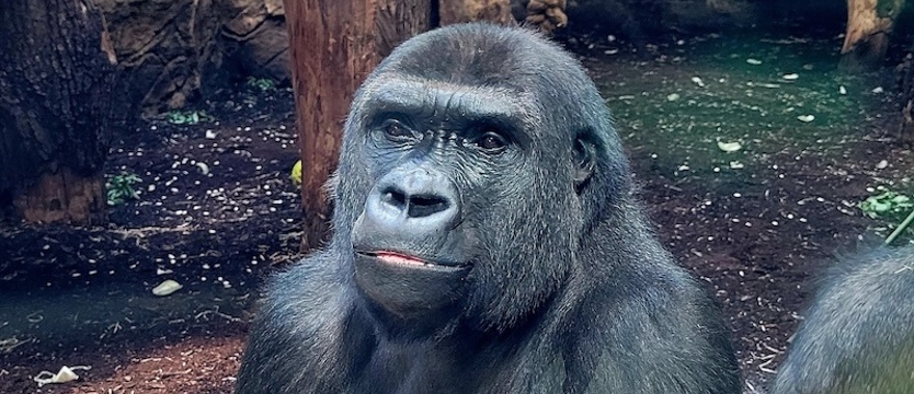 Warszawa: do zoo z Niderlandów przyjechały dwie samice goryla