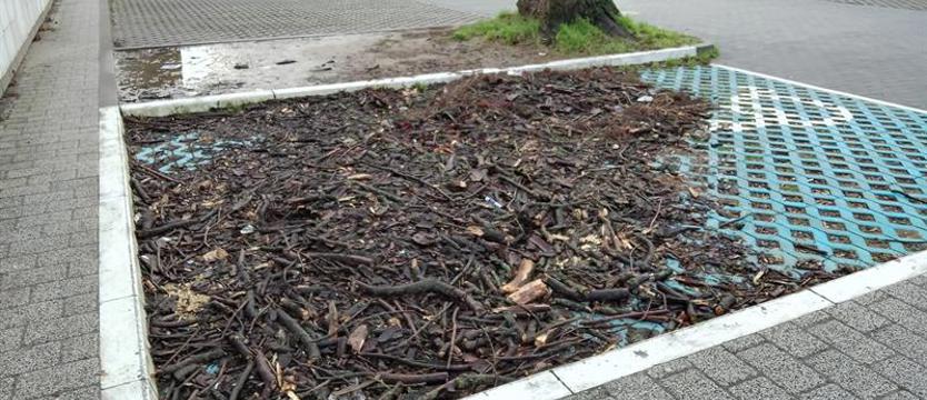 Parkowanie na gałęziach. Od listopada miejsce zajęte