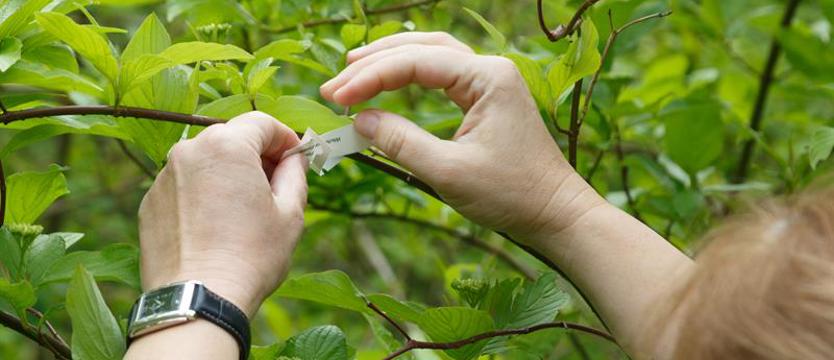 Niedziela pod znakiem „zielonej partyzantki"