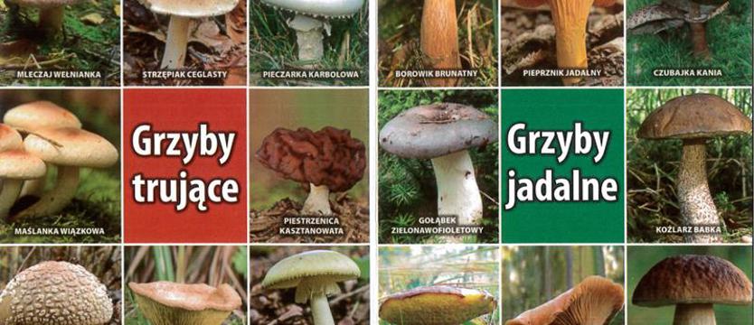 Idziemy na grzyby!
