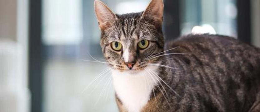 Apel o pomoc i wsparcie. Kocykowo-ręcznikowy kryzys w schronisku