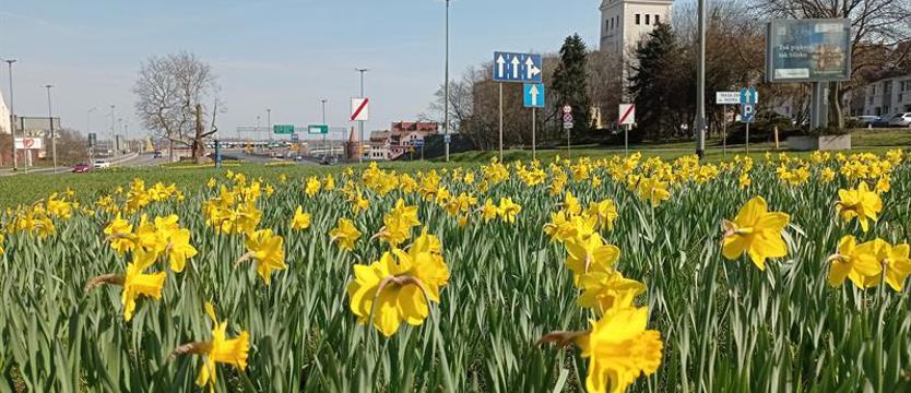 Rozkwitają "pola nadziei"