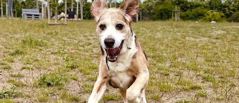 Sejm uchwalił nowelę o zakazie trzymania psów na uwięzi